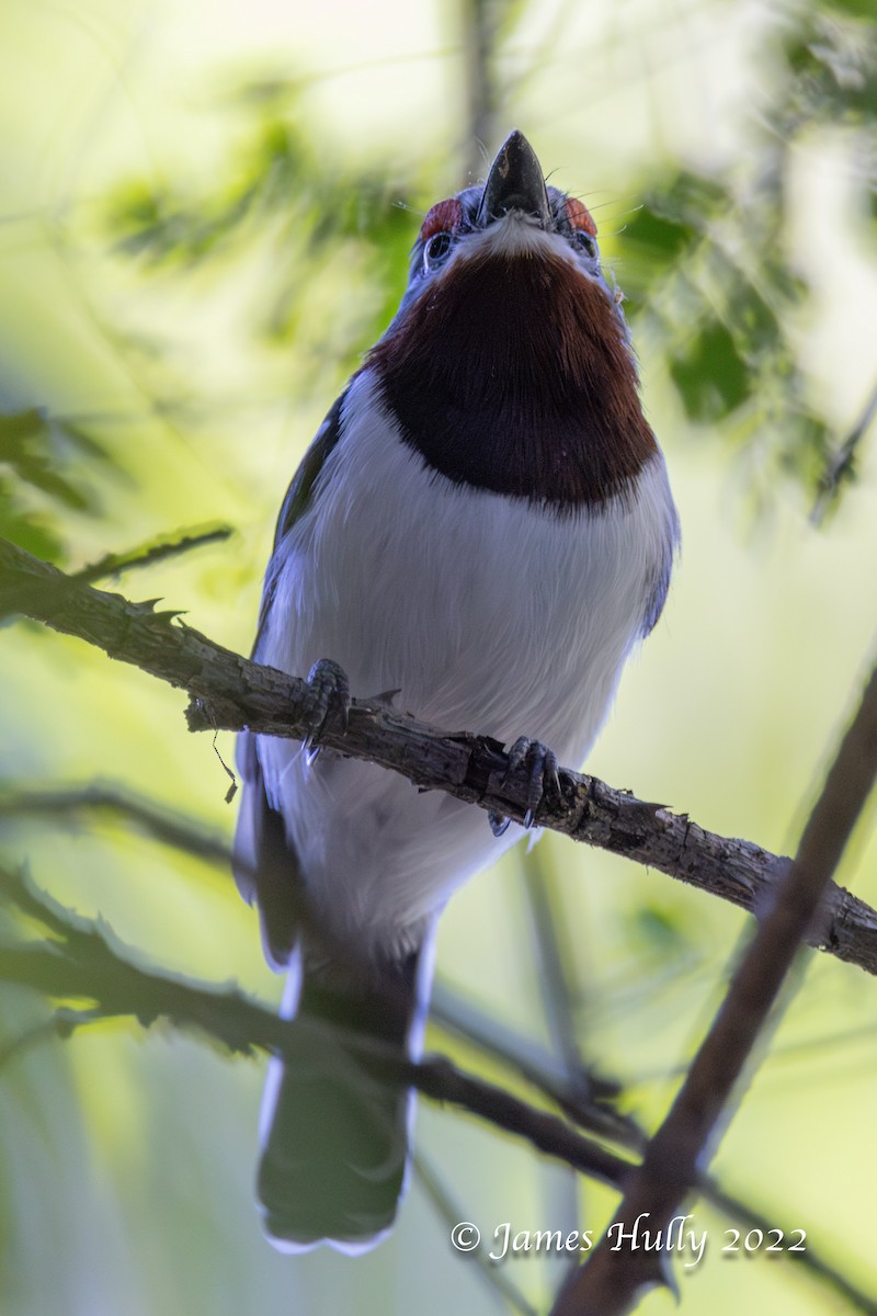 Brown-throated Wattle-eye - ML642351399