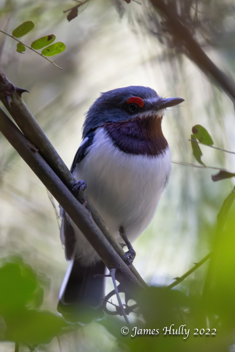Brown-throated Wattle-eye - ML642351401