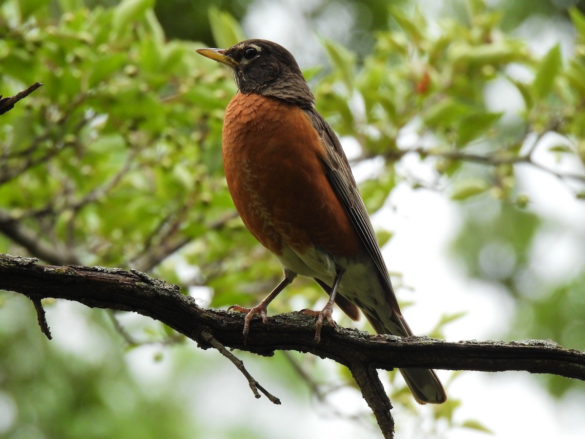 American Robin - ML642351405