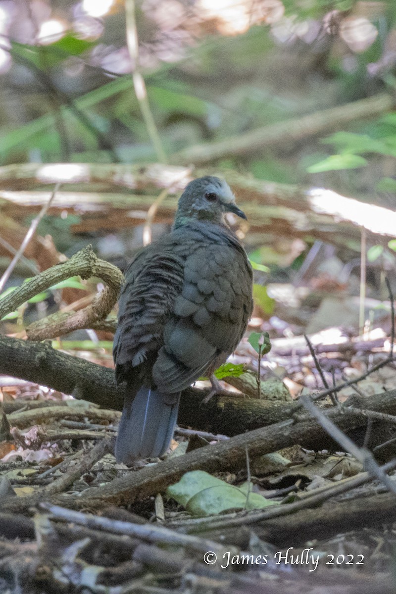 レモンバト - ML642351410