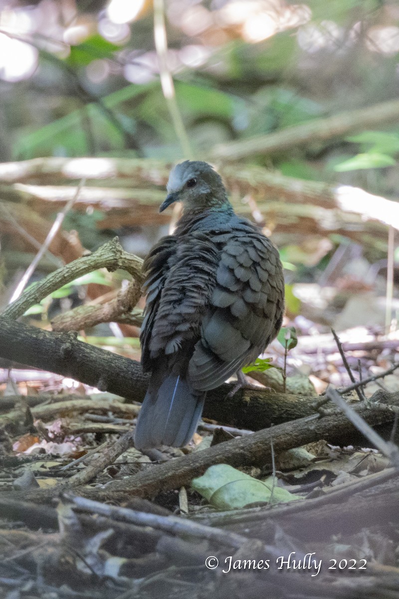 レモンバト - ML642351414