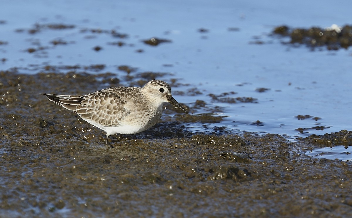 Байрдийн элсэг - ML642351416