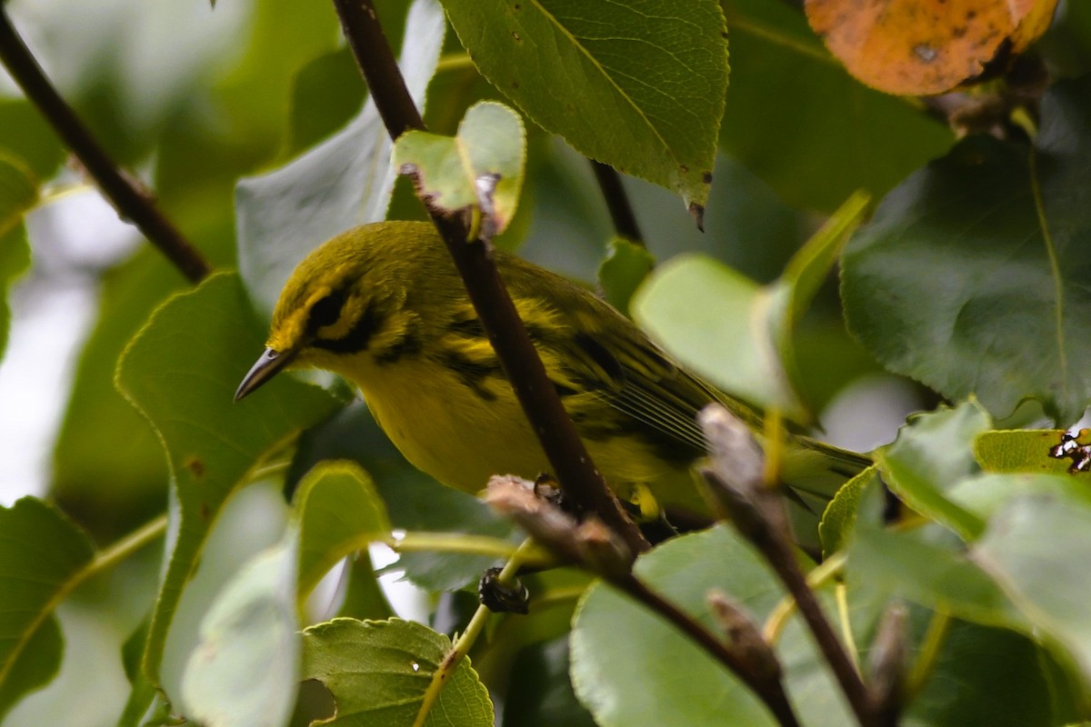 Prairie Warbler - ML642351418