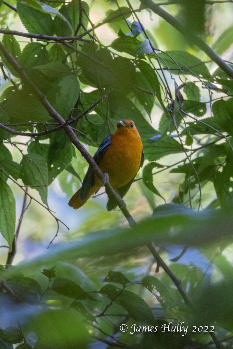 Red-capped Robin-Chat - ML642351434
