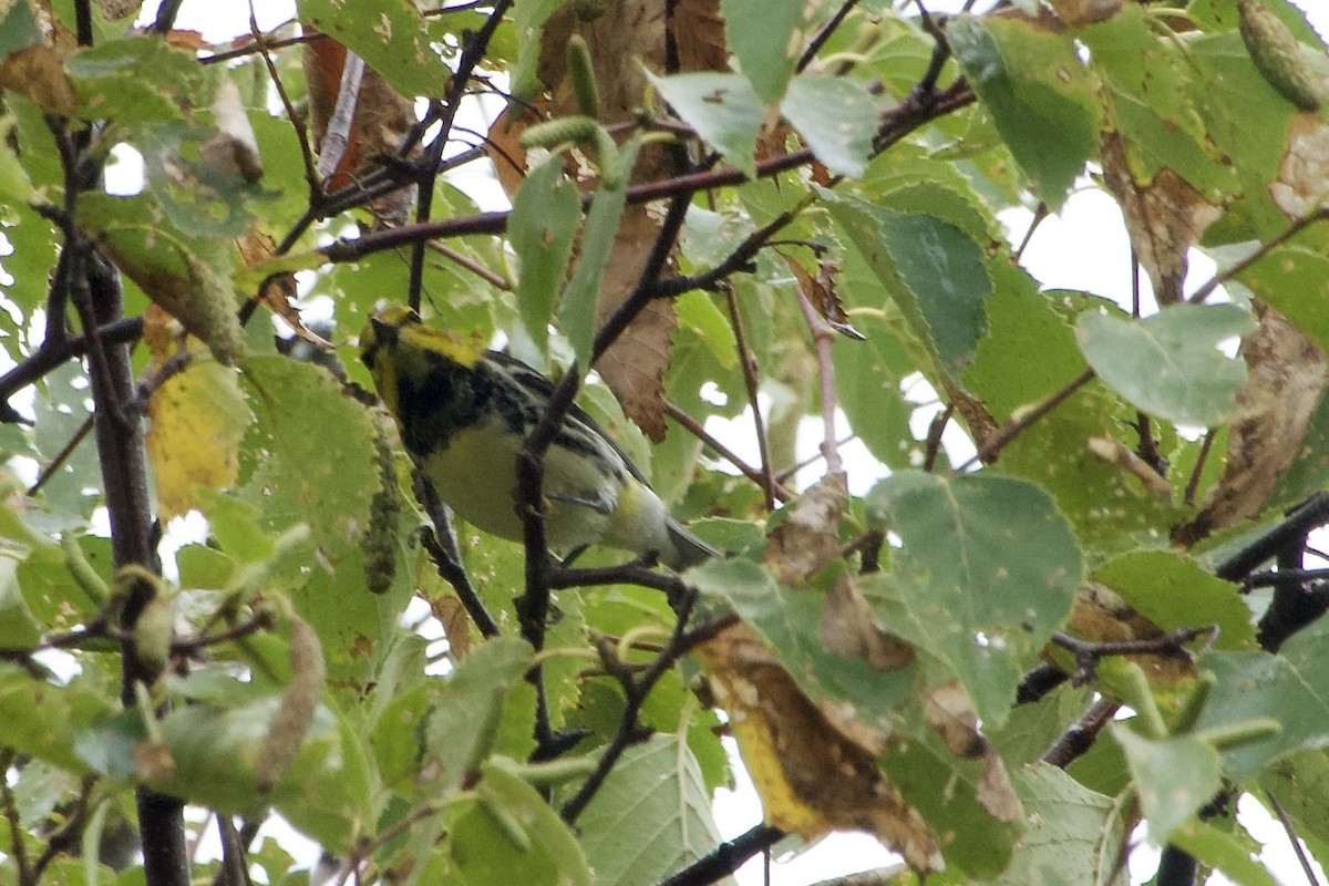 Black-throated Green Warbler - ML642351441