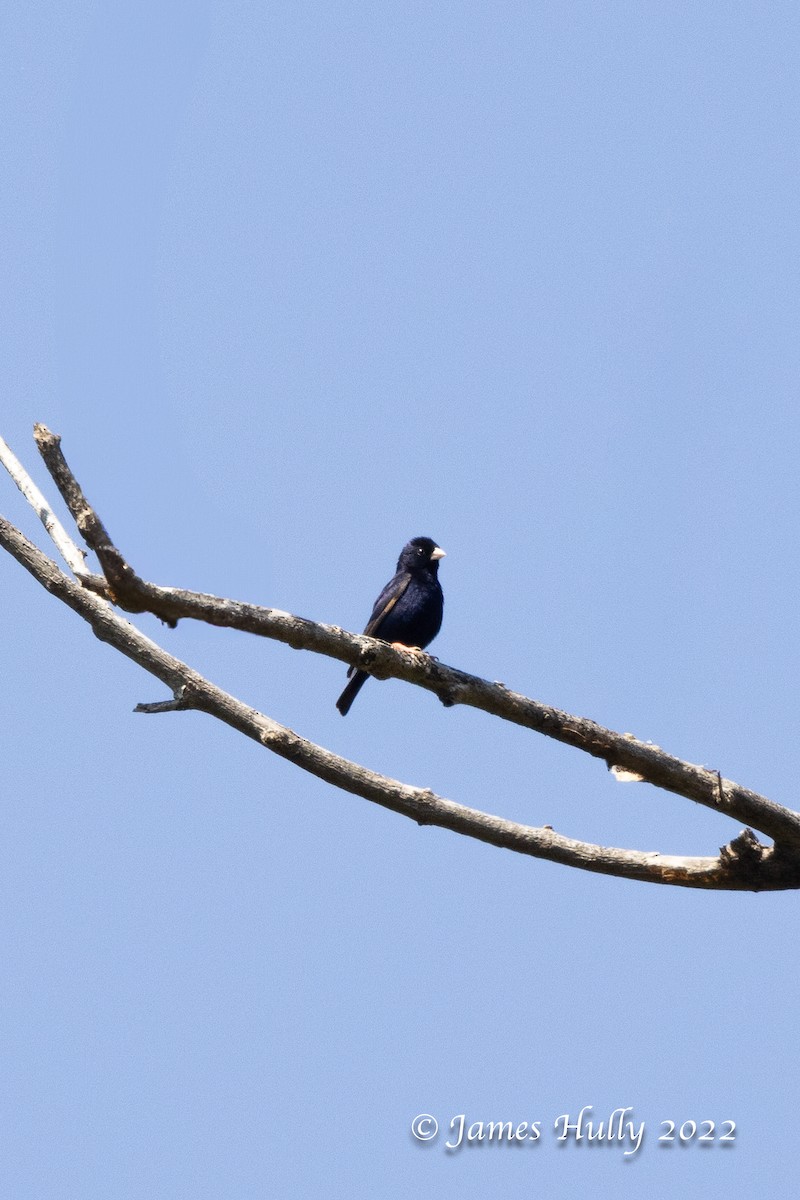 シコンチョウ - ML642351442