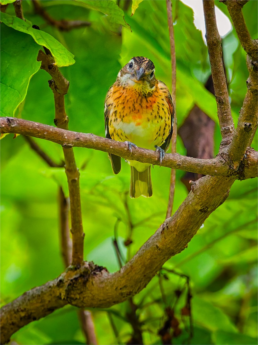 Rose-breasted Grosbeak - ML642351468
