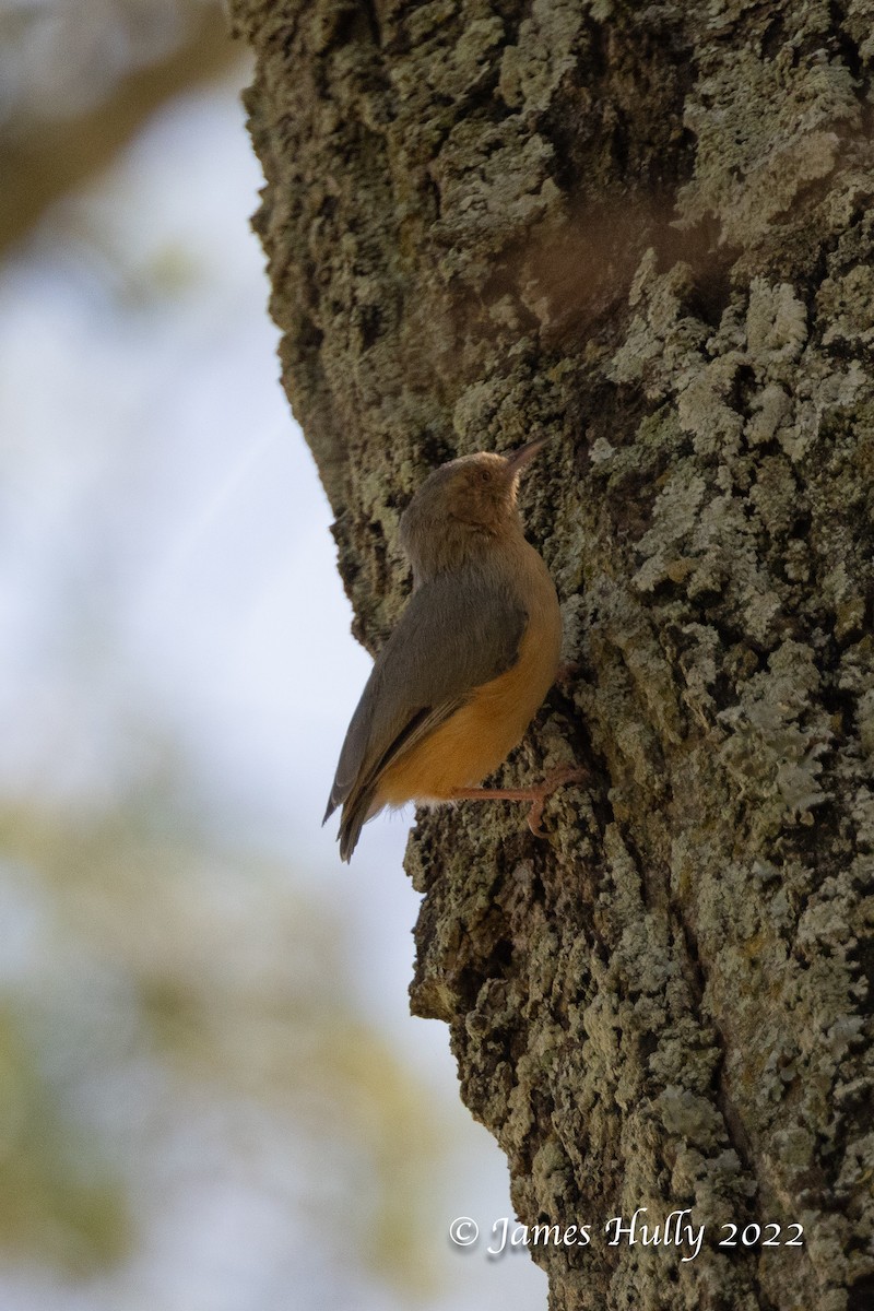 Red-faced Crombec - ML642351483