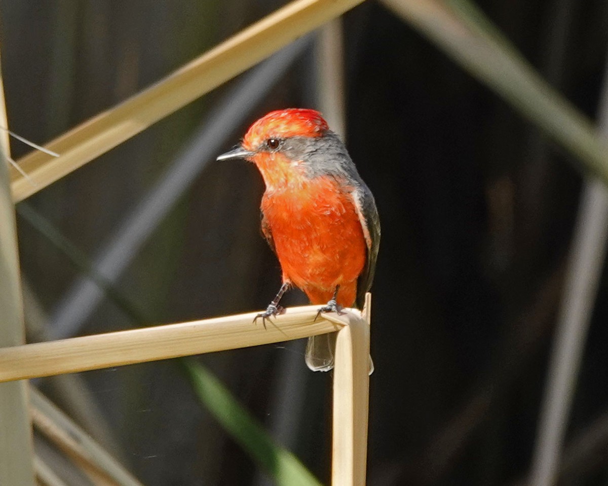 Vermilion Flycatcher - ML642351484