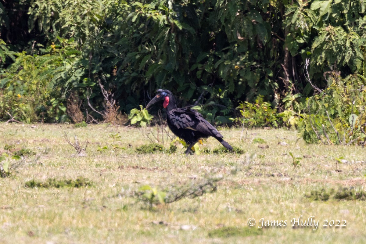 Abyssinian Ground-Hornbill - ML642351485