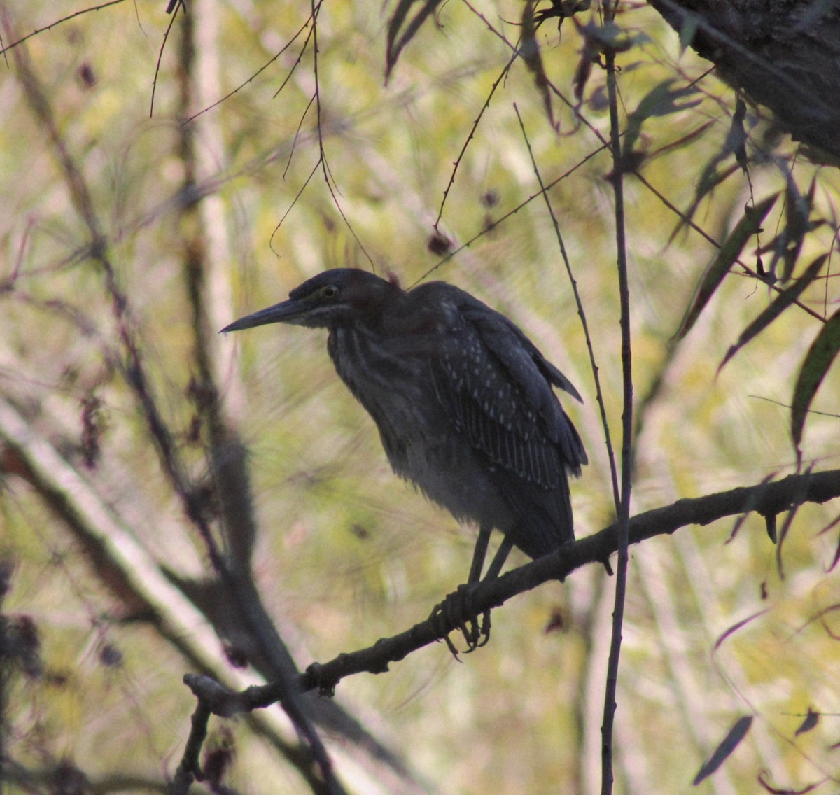 Green Heron - ML642351495