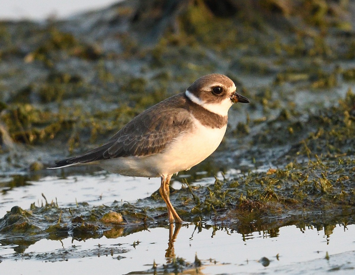 Semipalmated Plover - ML642351496