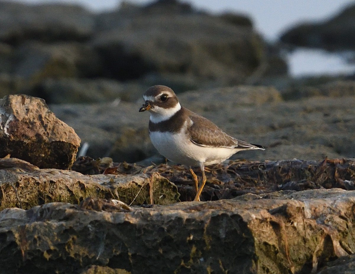 Semipalmated Plover - ML642351497