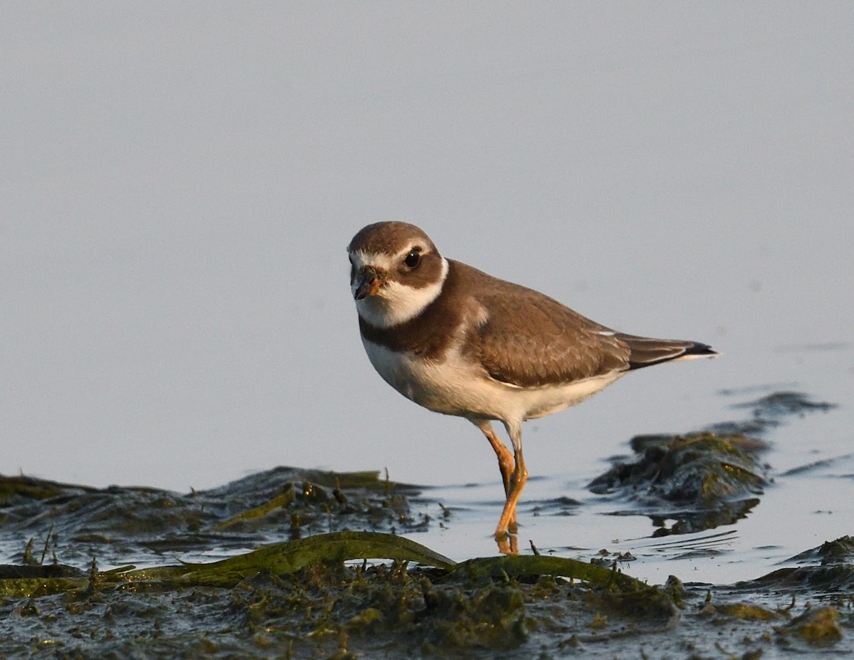 Semipalmated Plover - ML642351498