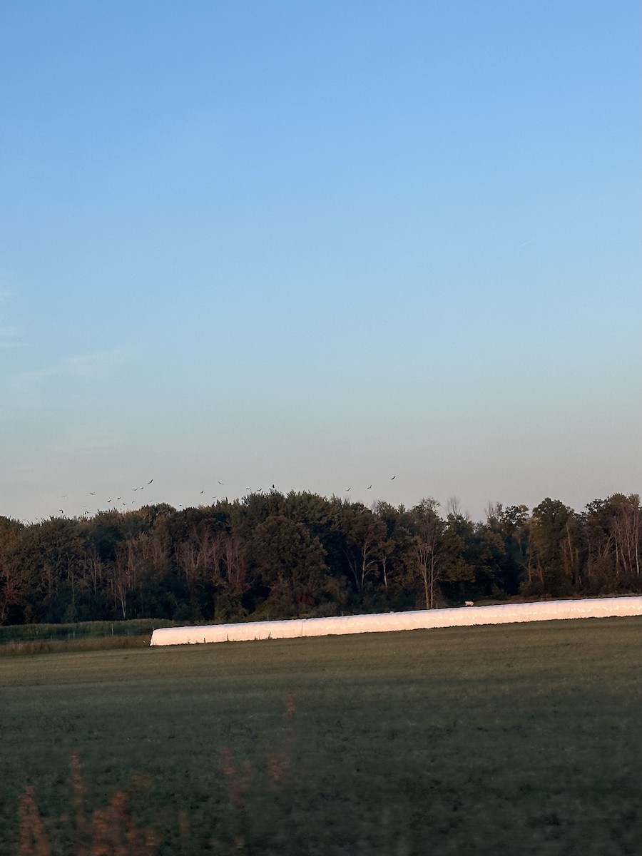 Turkey Vulture - ML642351499