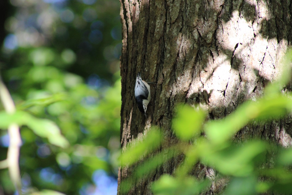 White-breasted Nuthatch - ML642351518