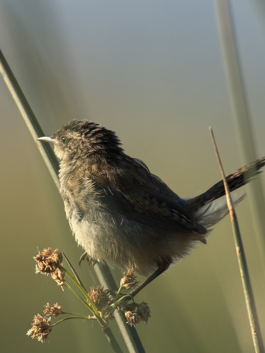 Marsh Wren - ML642351522