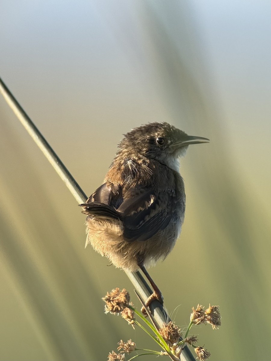 Marsh Wren - ML642351523