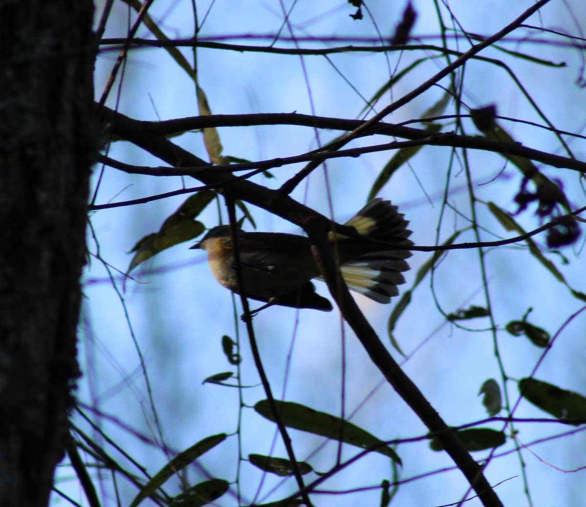 American Redstart - ML642351524