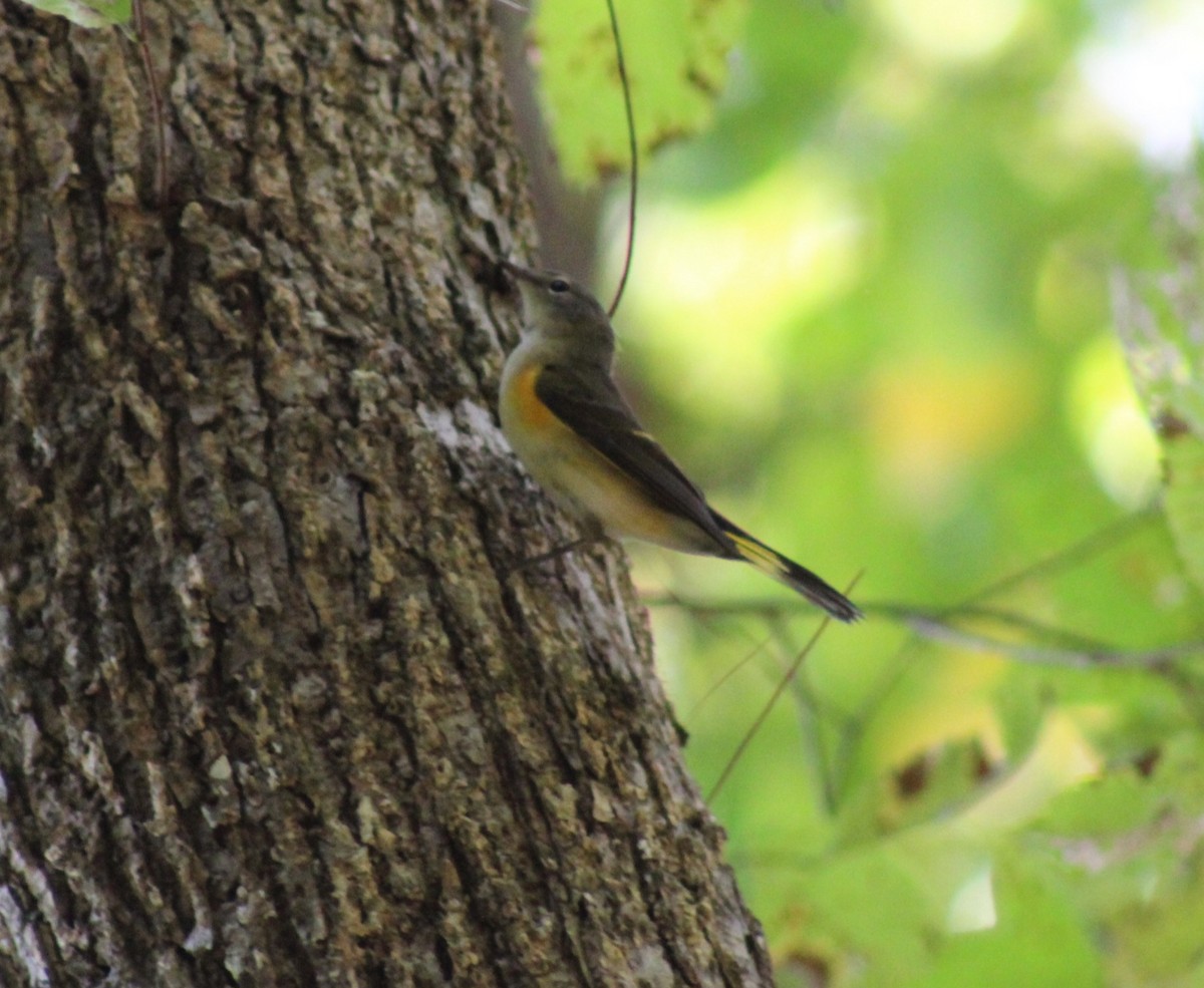 American Redstart - ML642351530