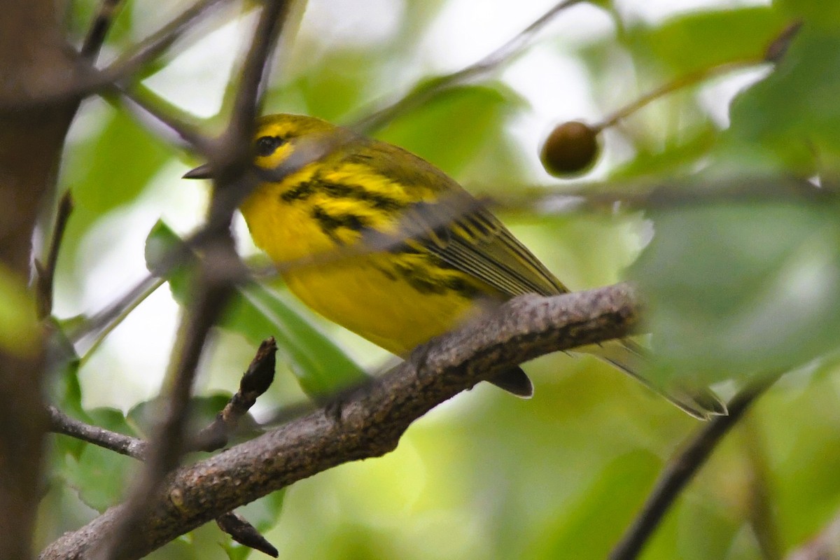 Prairie Warbler - ML642351540