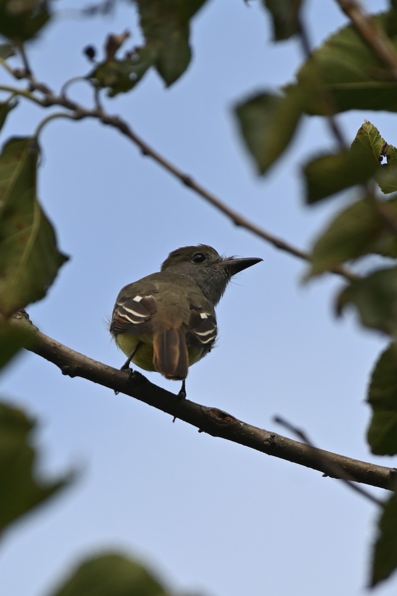 Great Crested Flycatcher - ML642351547