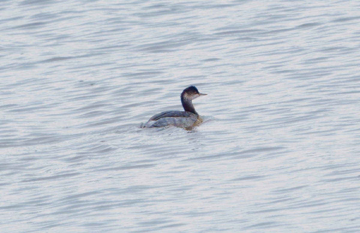 Eared Grebe - ML642351558