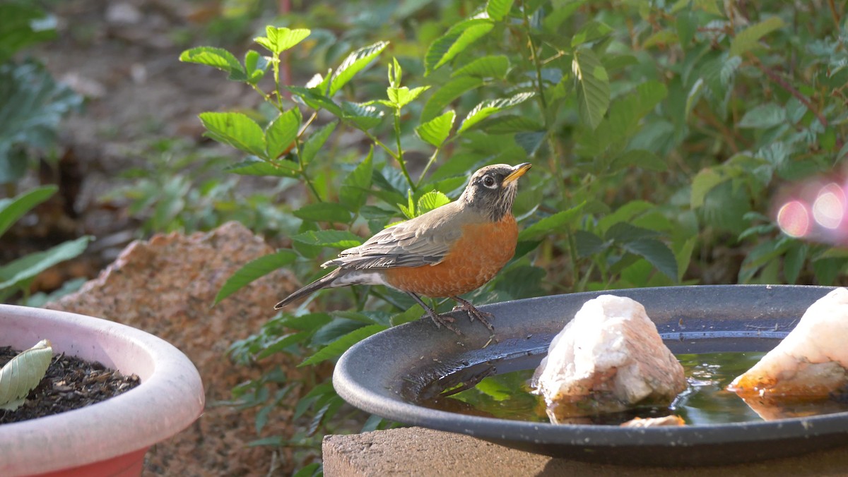 American Robin - ML642351559