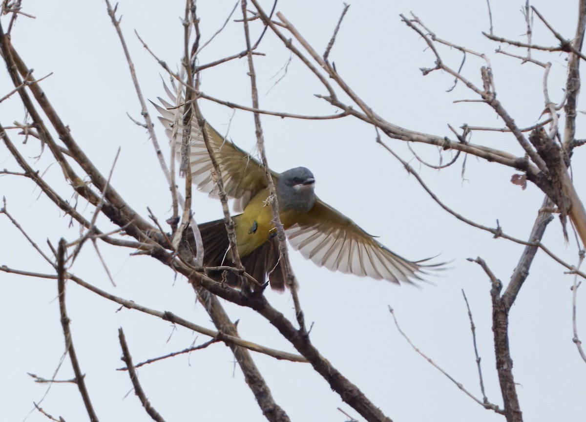 Cassin's Kingbird - ML642351561