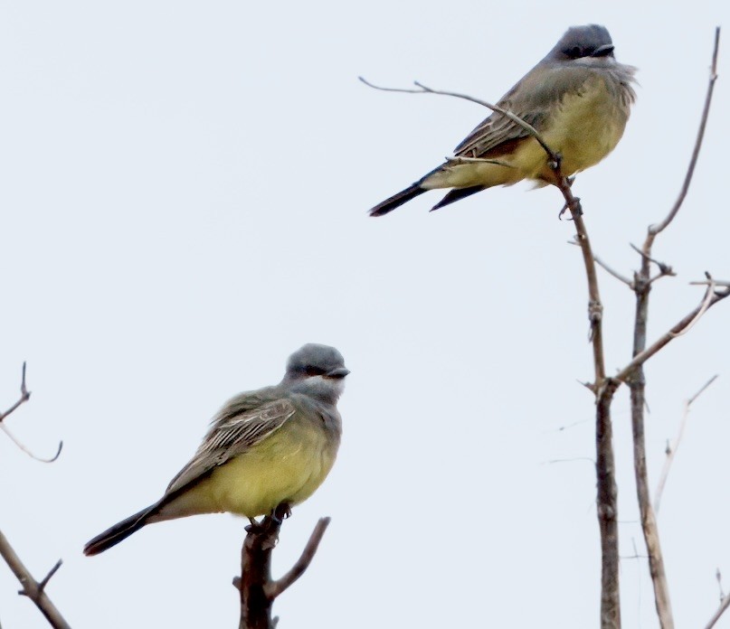 Cassin's Kingbird - ML642351563