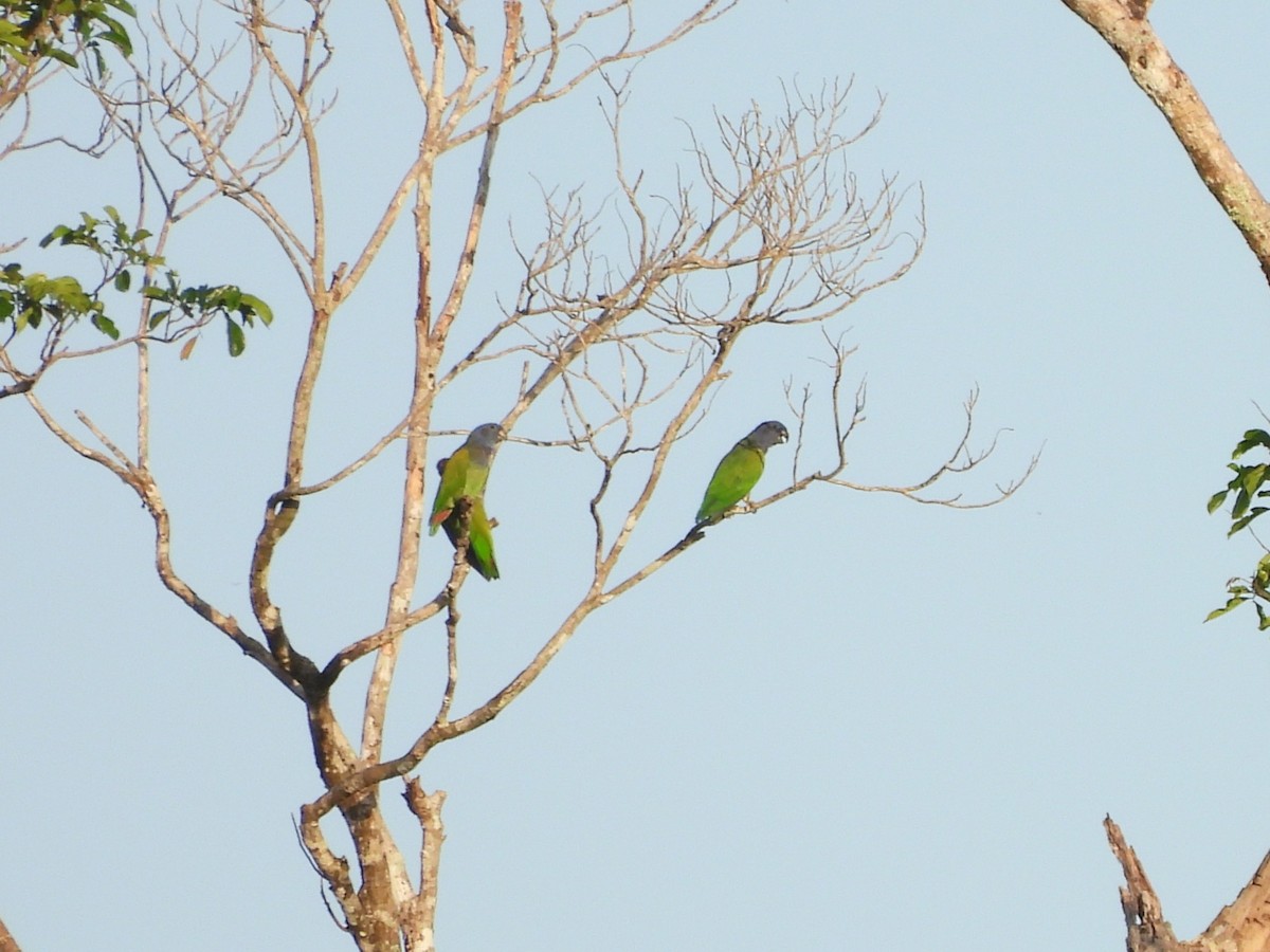 Blue-headed Parrot - ML642351564