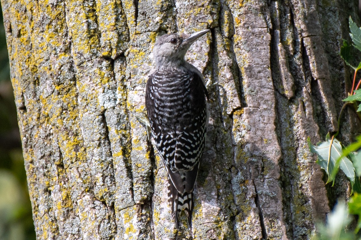 Red-bellied Woodpecker - ML642351572