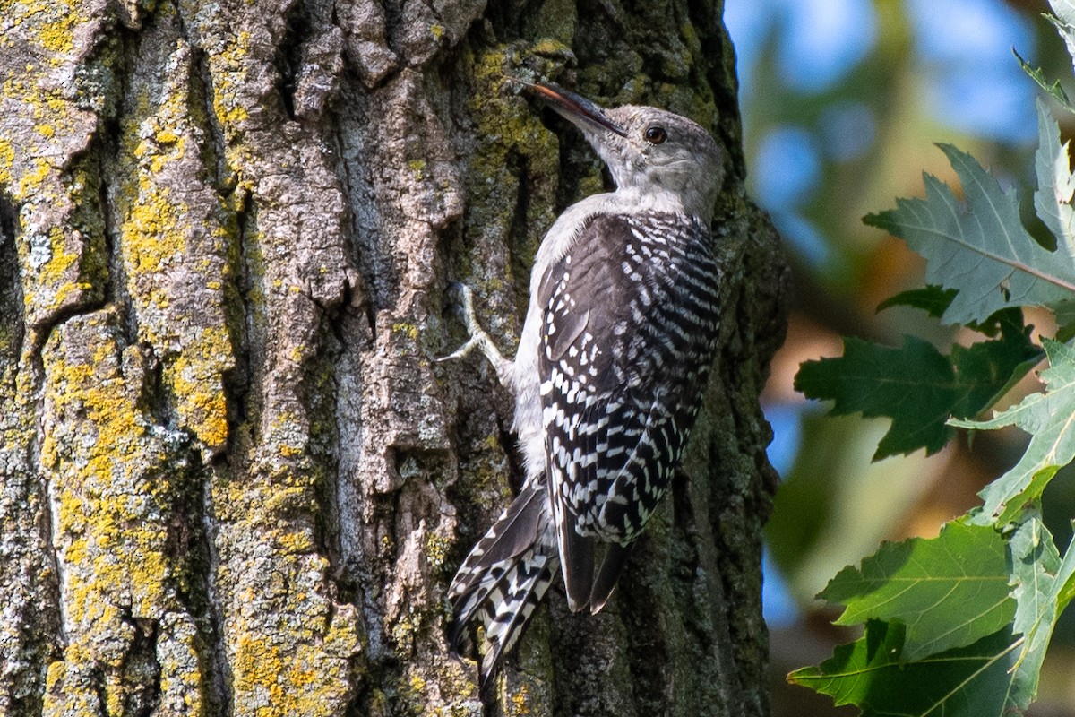 Red-bellied Woodpecker - ML642351573