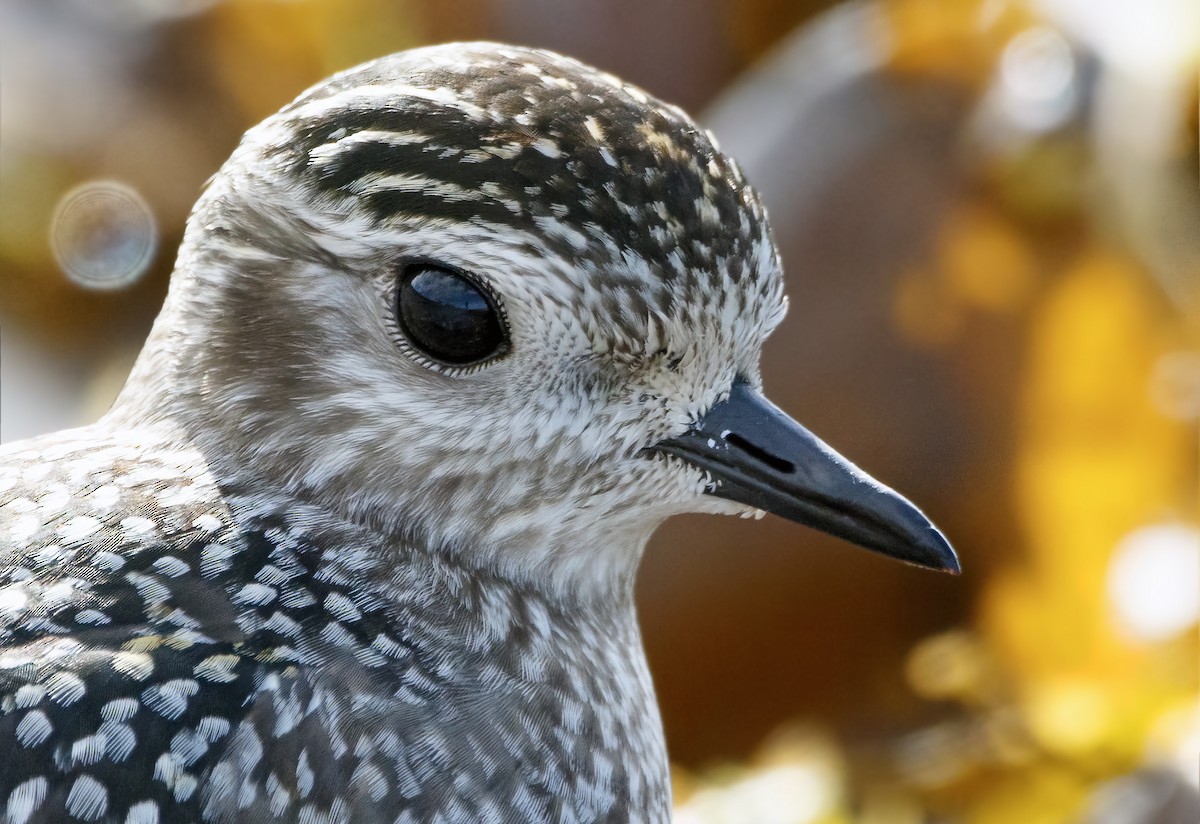 American Golden-Plover - ML642351580