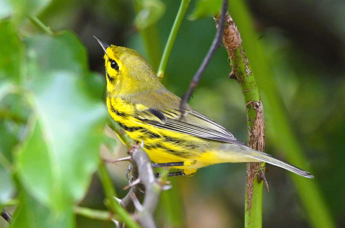 Prairie Warbler - ML642351582