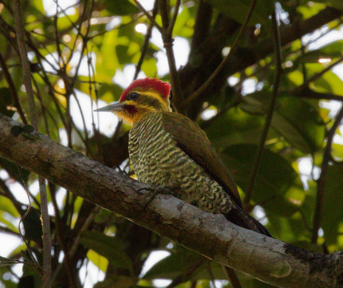 White-browed Woodpecker - ML642351599