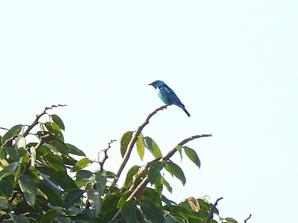 Blue Dacnis - ML642351602