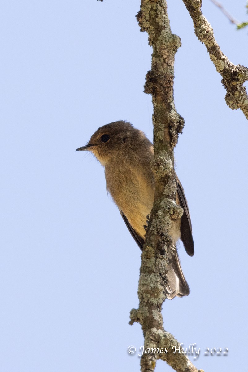 アフリカコサメビタキ - ML642351610