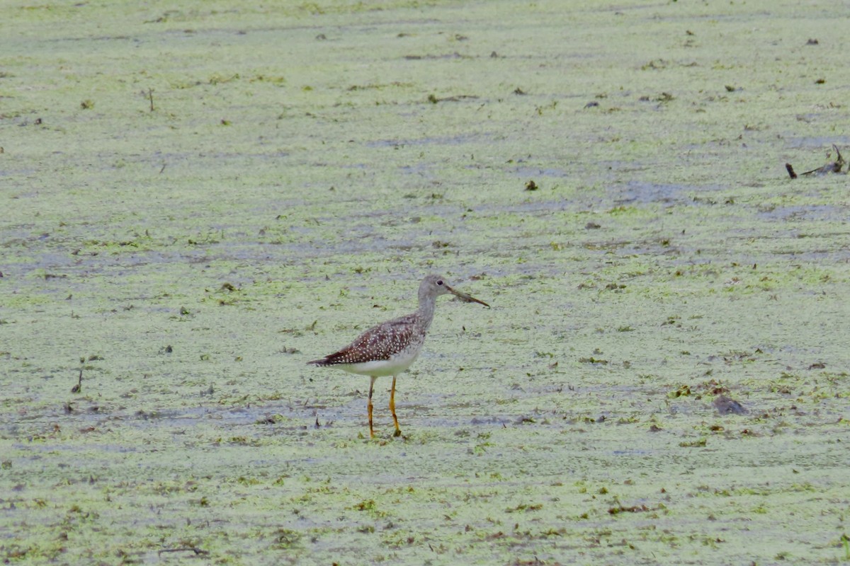 Greater Yellowlegs - ML642351614