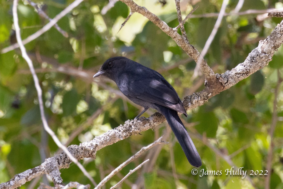 Northern Black-Flycatcher - ML642351617