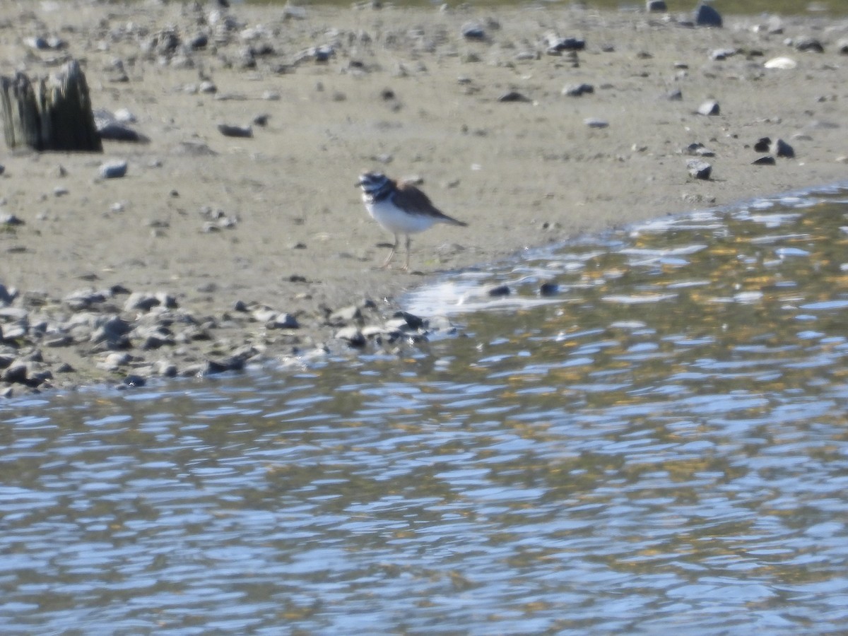 Killdeer - ML642351618