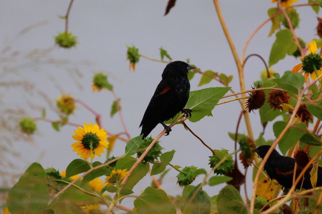 Red-winged Blackbird - ML642351620