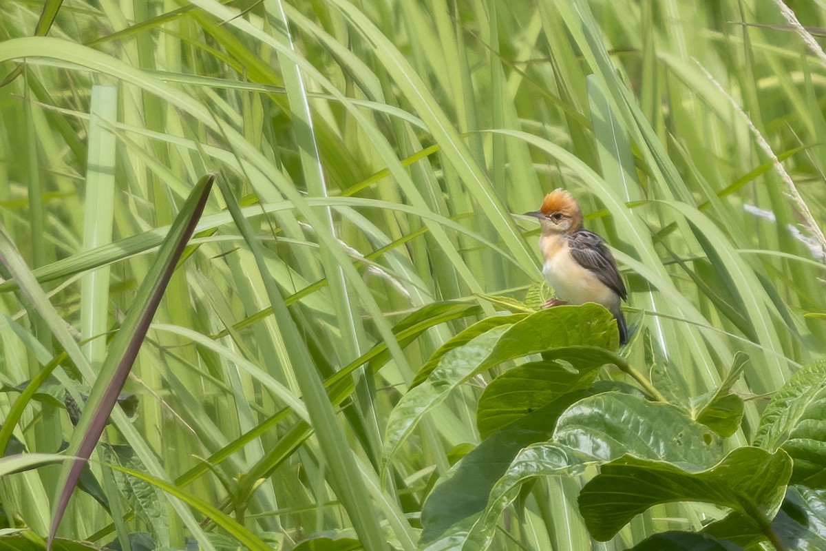 Golden-headed Cisticola - ML642351621