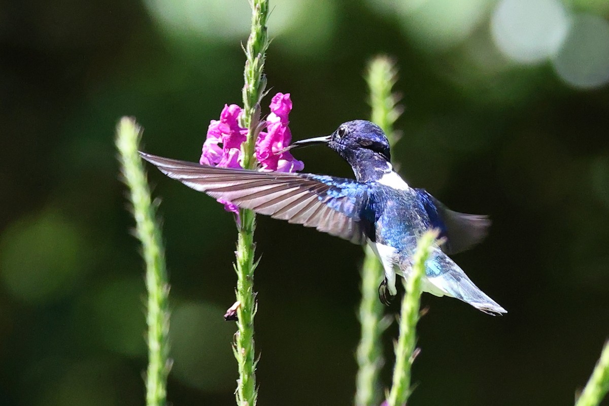 White-necked Jacobin - ML642351622