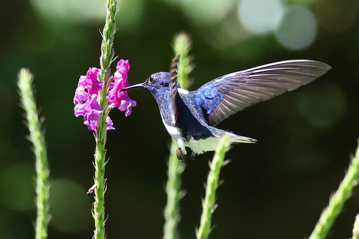 White-necked Jacobin - ML642351623