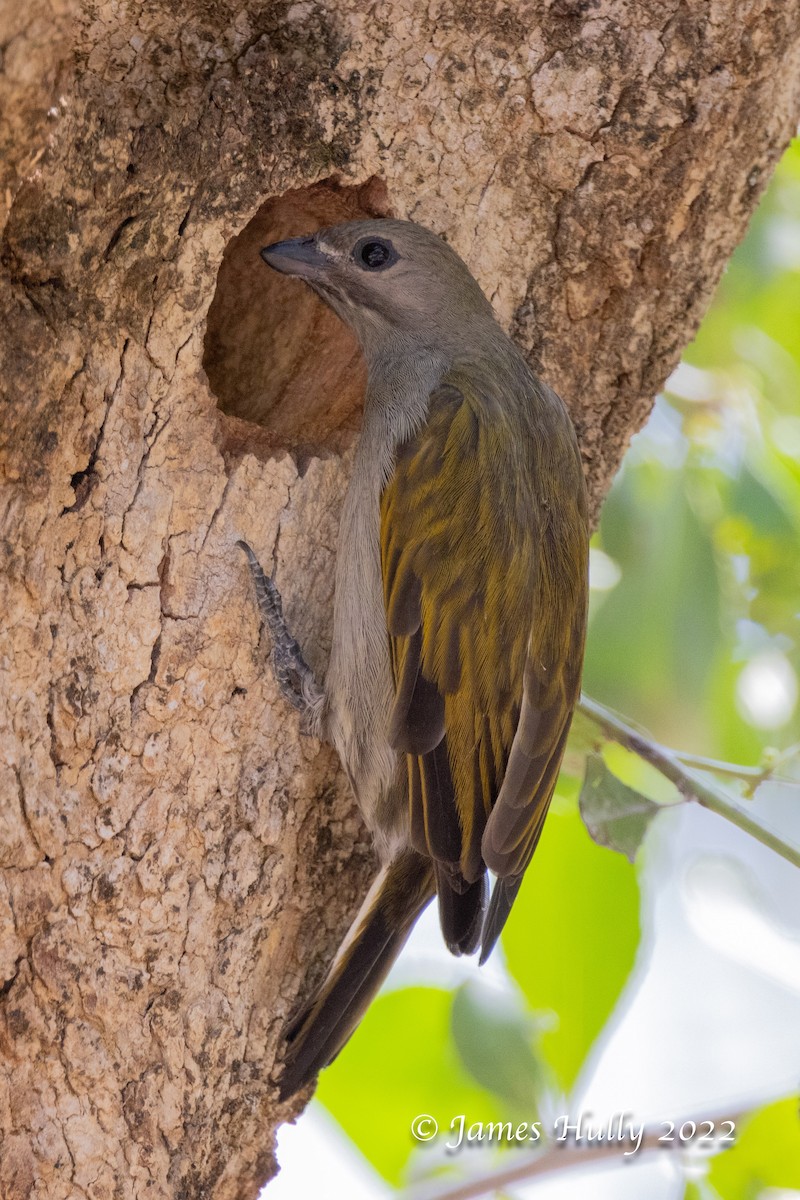 Lesser Honeyguide - ML642351625