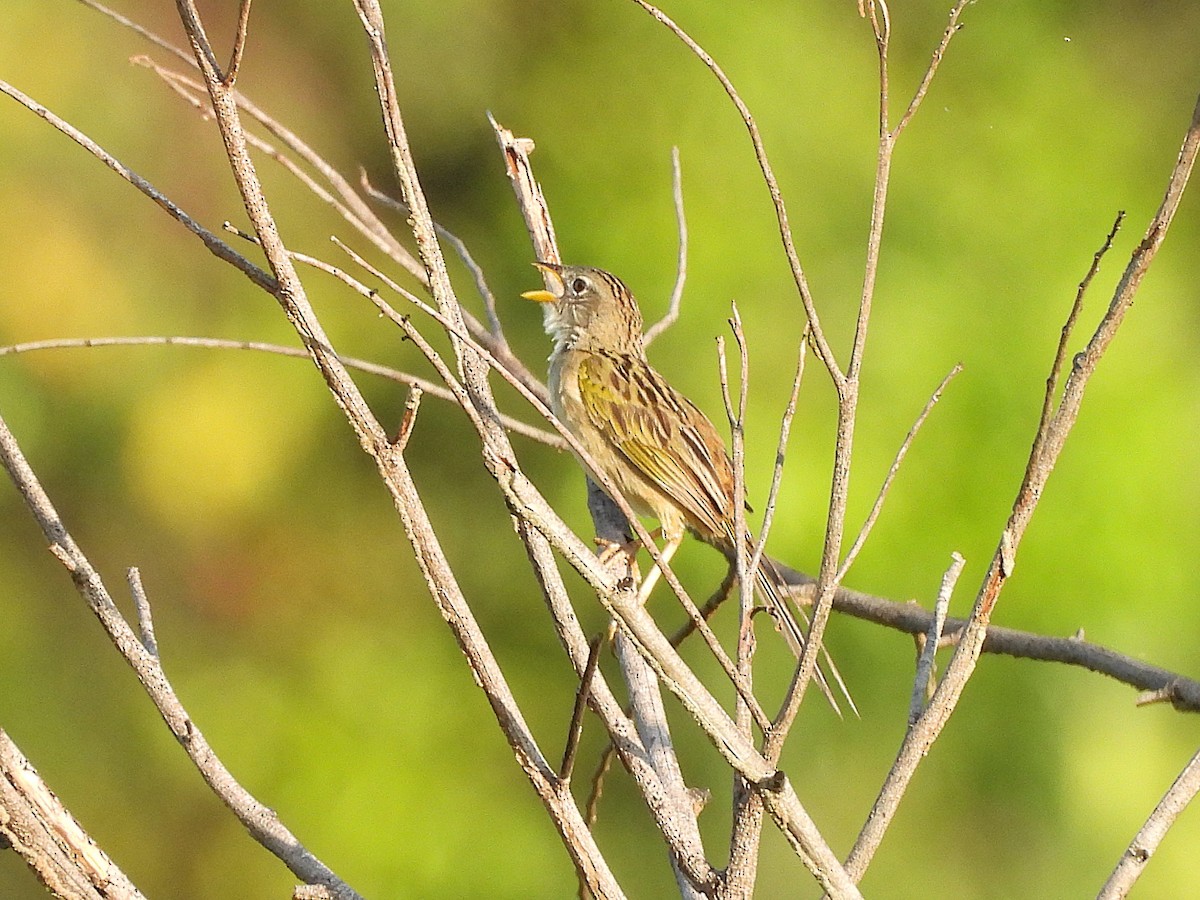 Wedge-tailed Grass-Finch - ML642351629