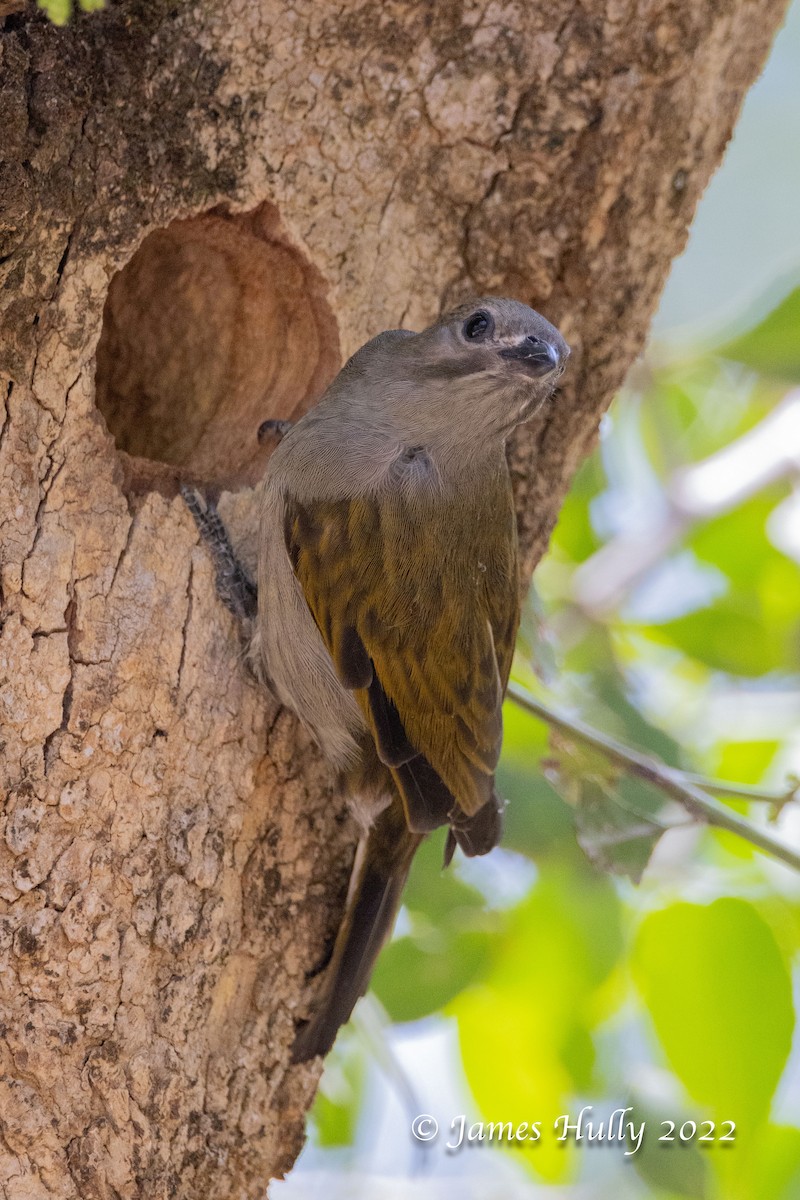 Lesser Honeyguide - ML642351630