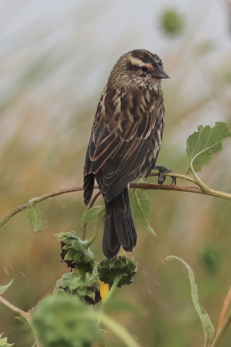 Red-winged Blackbird - ML642351631