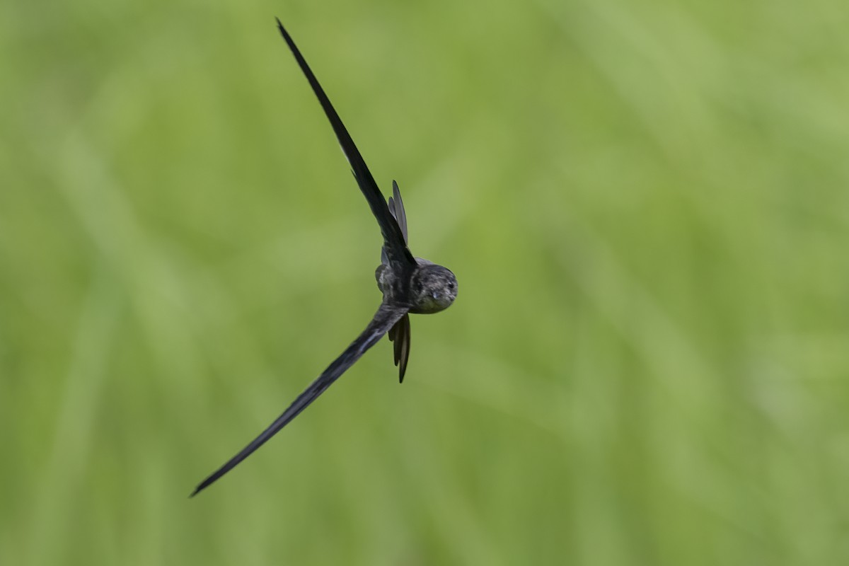 Asian Palm Swift - ML642351632